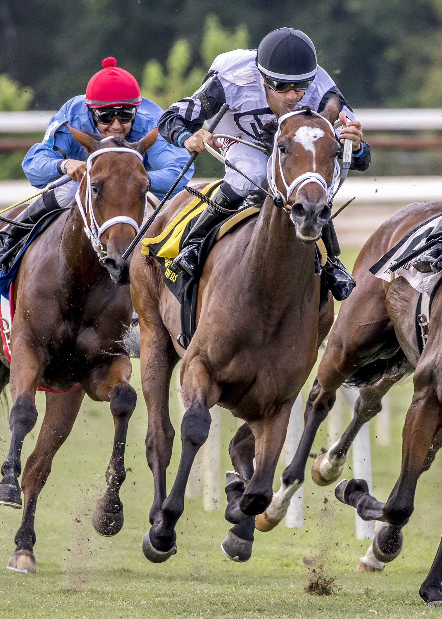 Majestic Gale wins the Happy Ticket Stakes