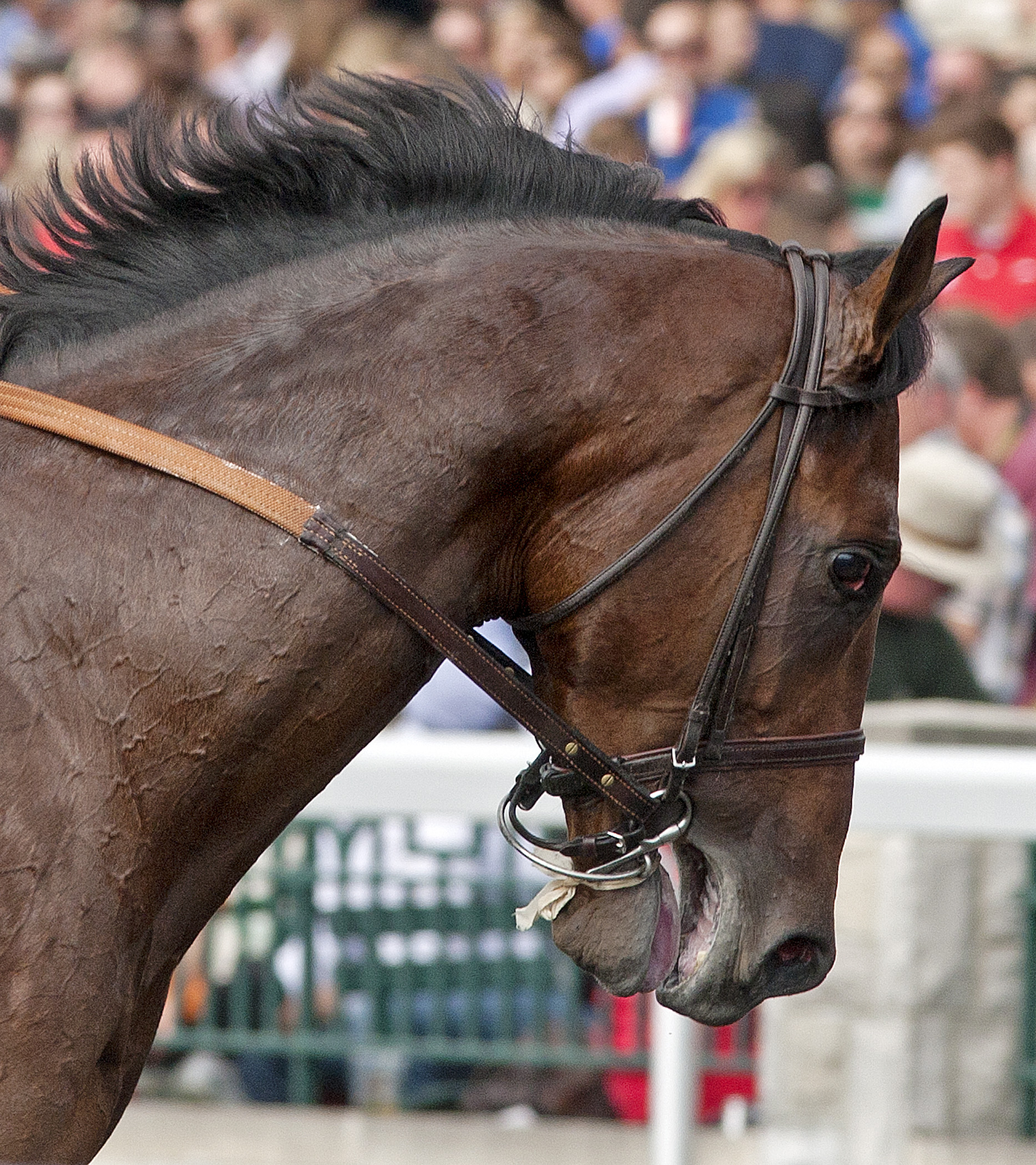 Weekend Warrior for Dec. 15, 2012: Majestic Harbor can stalk his way to a win