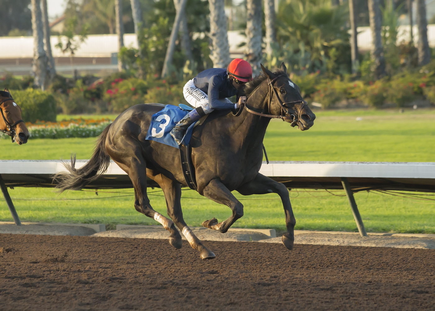 Majestic Heat wins 2017 Bayakoa Stakes