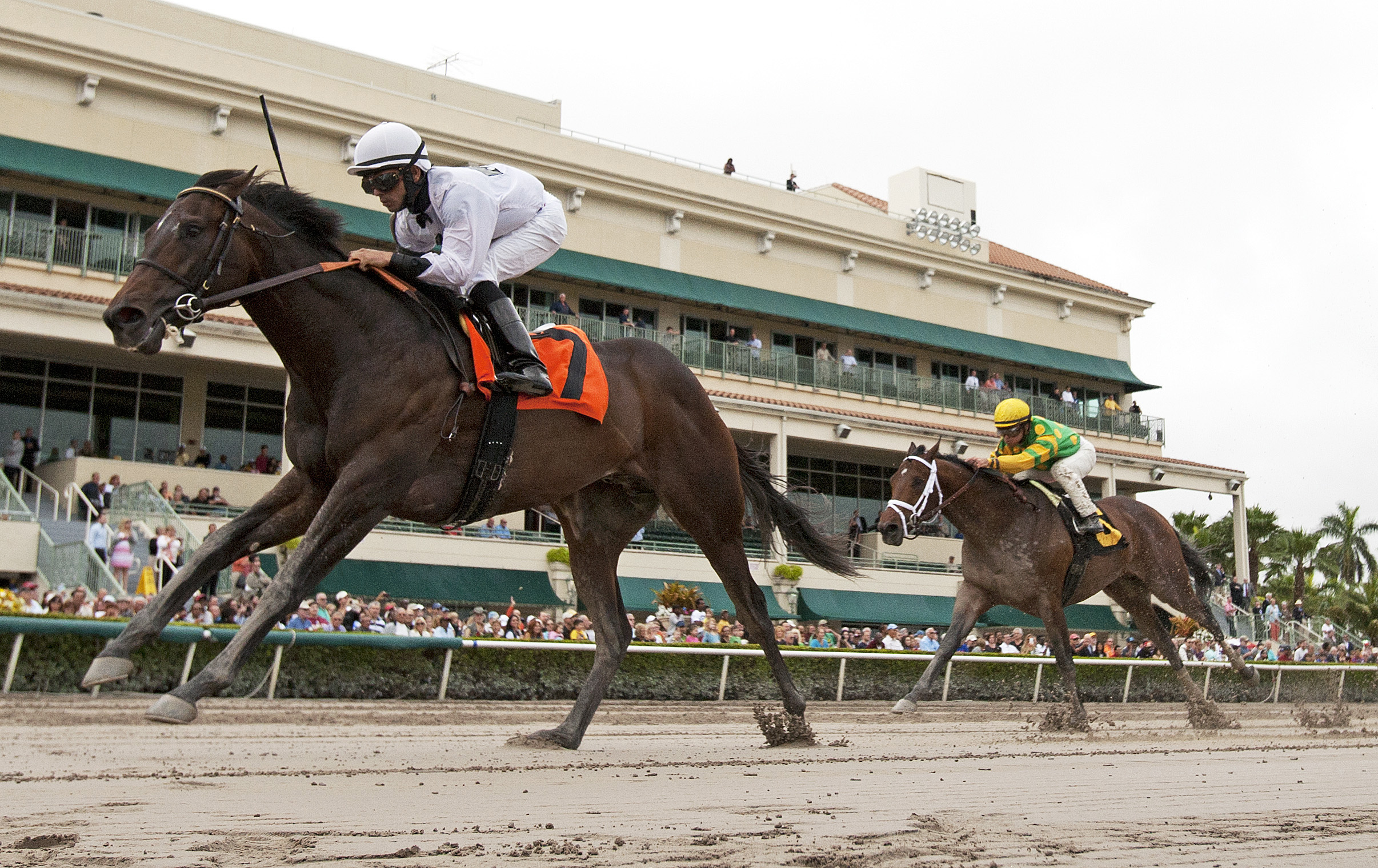 Majestic Hussar, allowance race