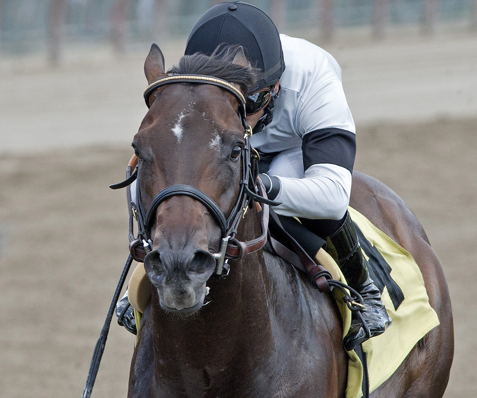Majestic Hussar wins an allowance