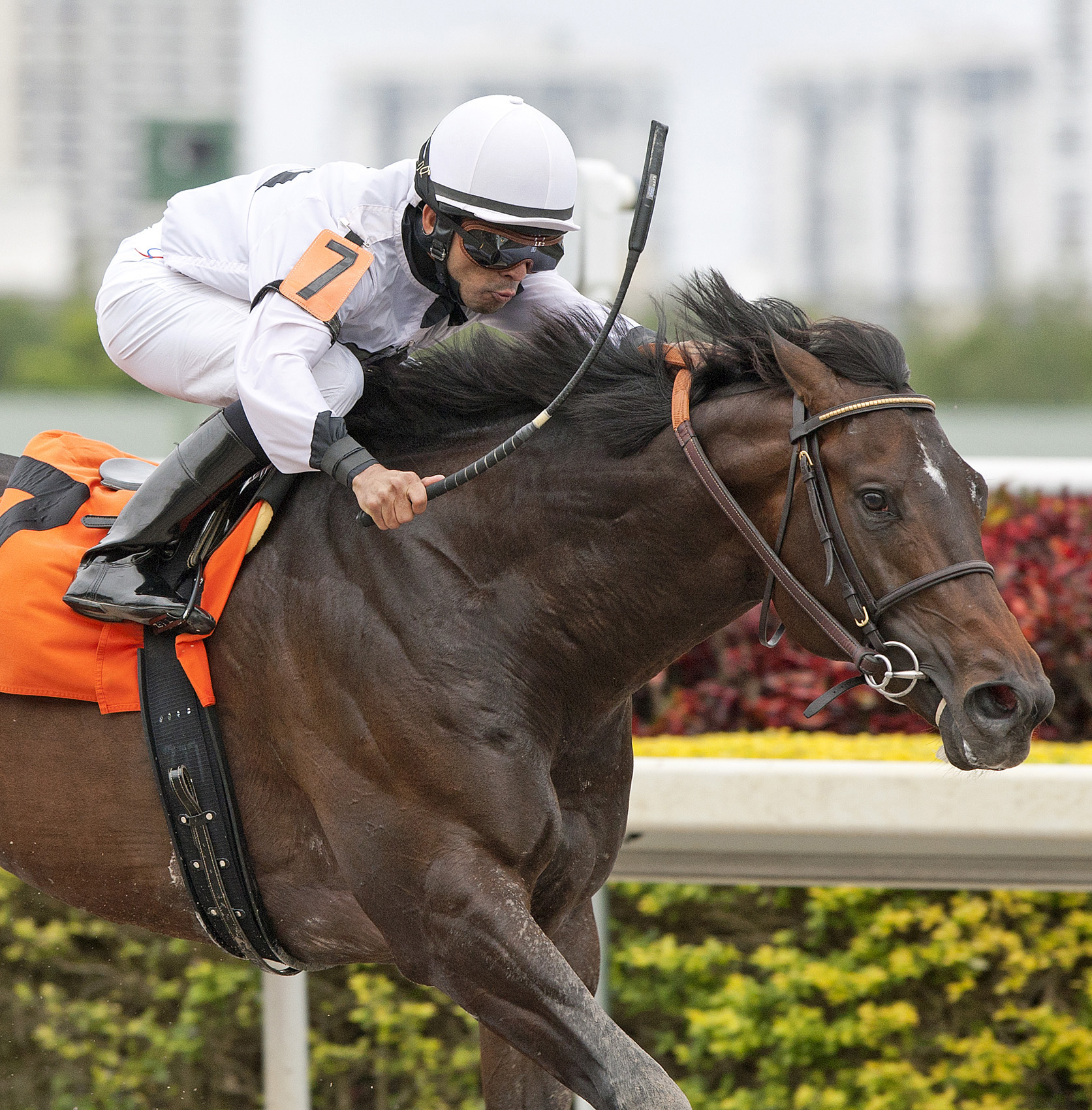Majestic Hussar, allowance race