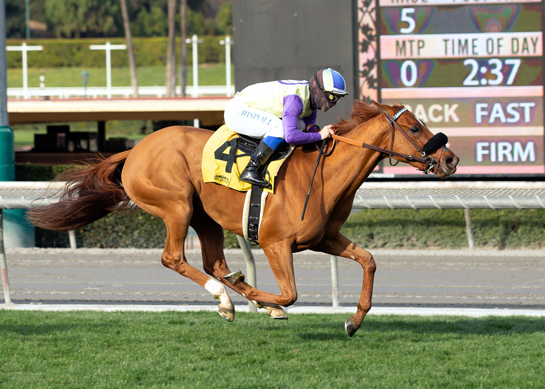 Majestic Steps wins a Jan. 2 maiden race at Santa Anita