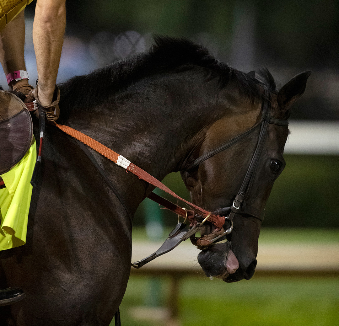 Major Fed trains at Churchill Downs on Sept. 4