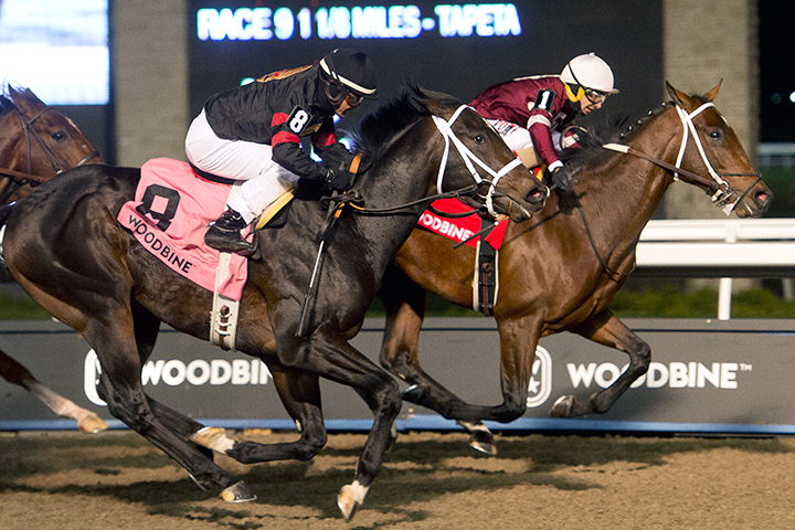 Malibu Mambo (No. 8) finishes second in the 2019 Coronation Futurity at Woodbine