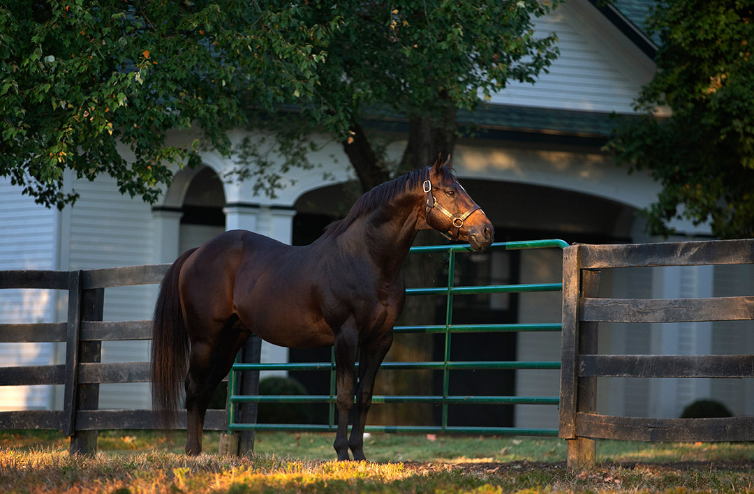 Malibu Moon at Spendthrift Farm in 2019
