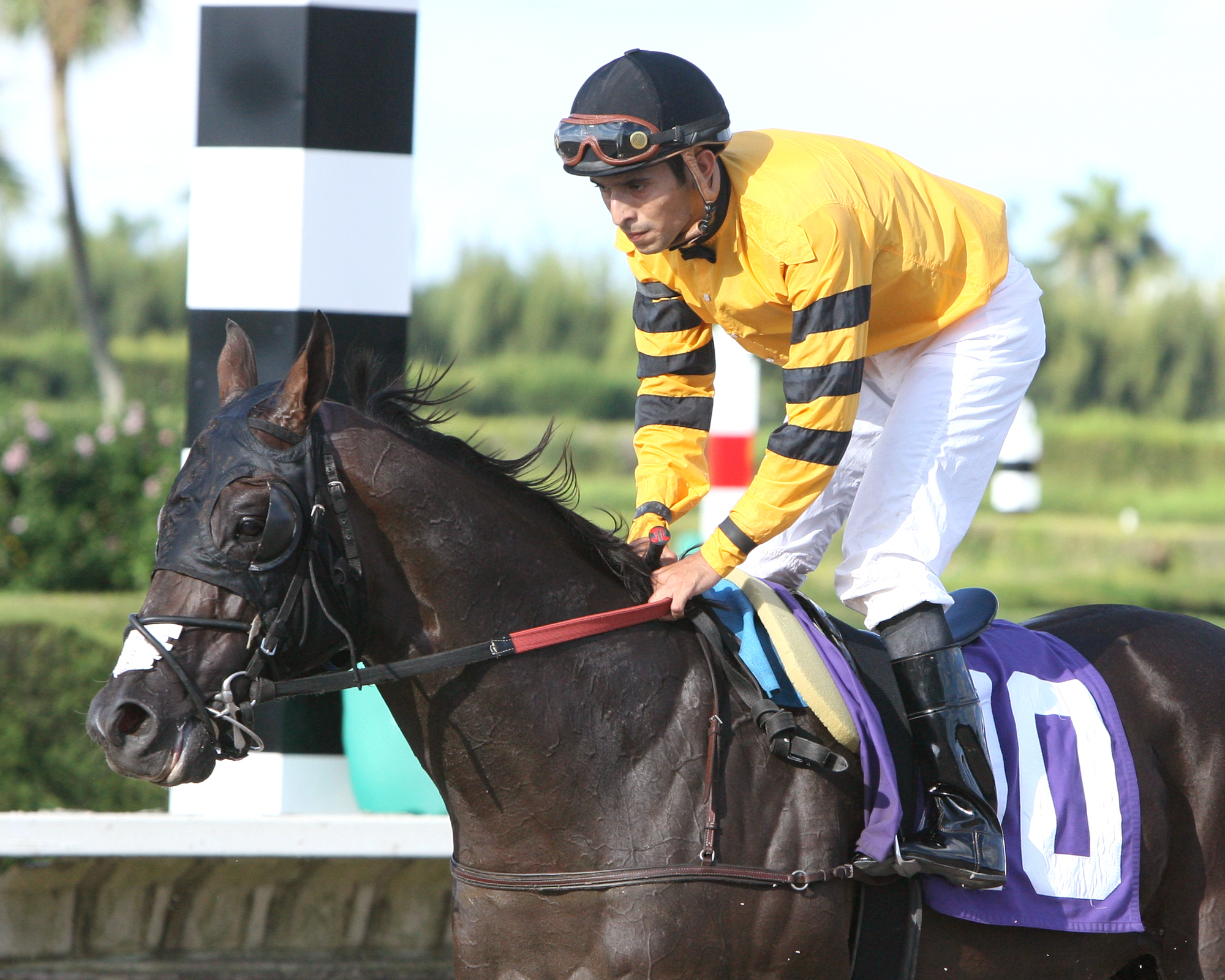 Manicero, Needles Stakes