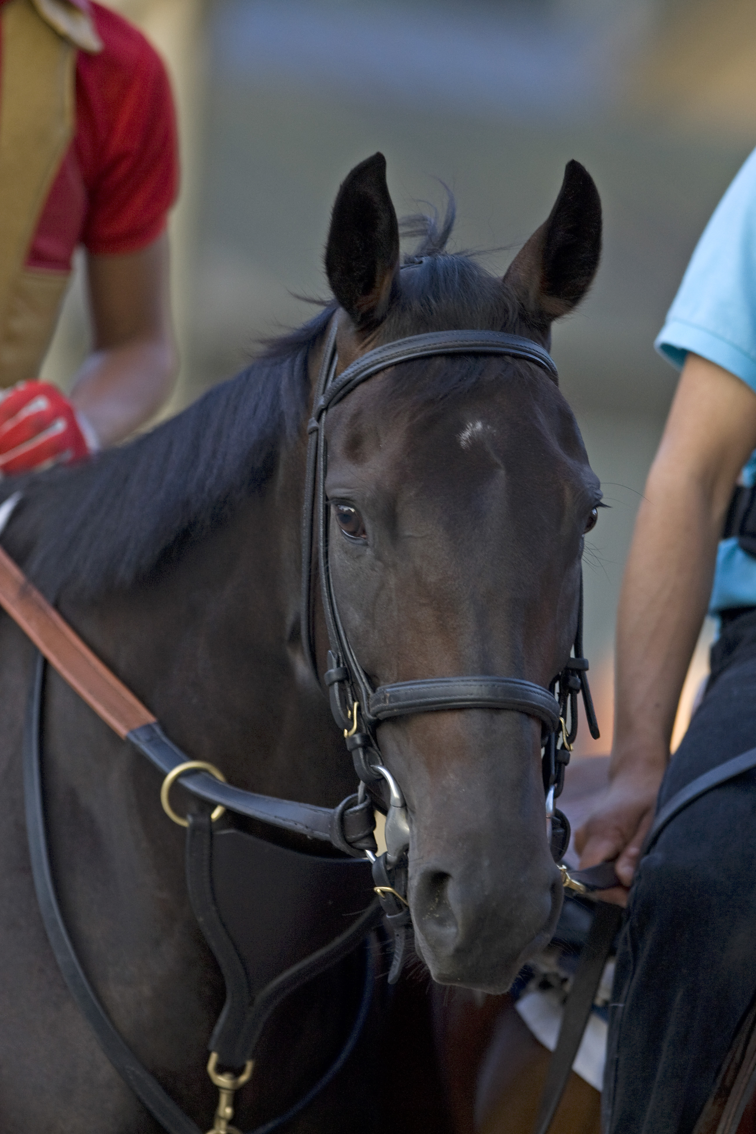 Breeders' Cup winner Maram dies at 6