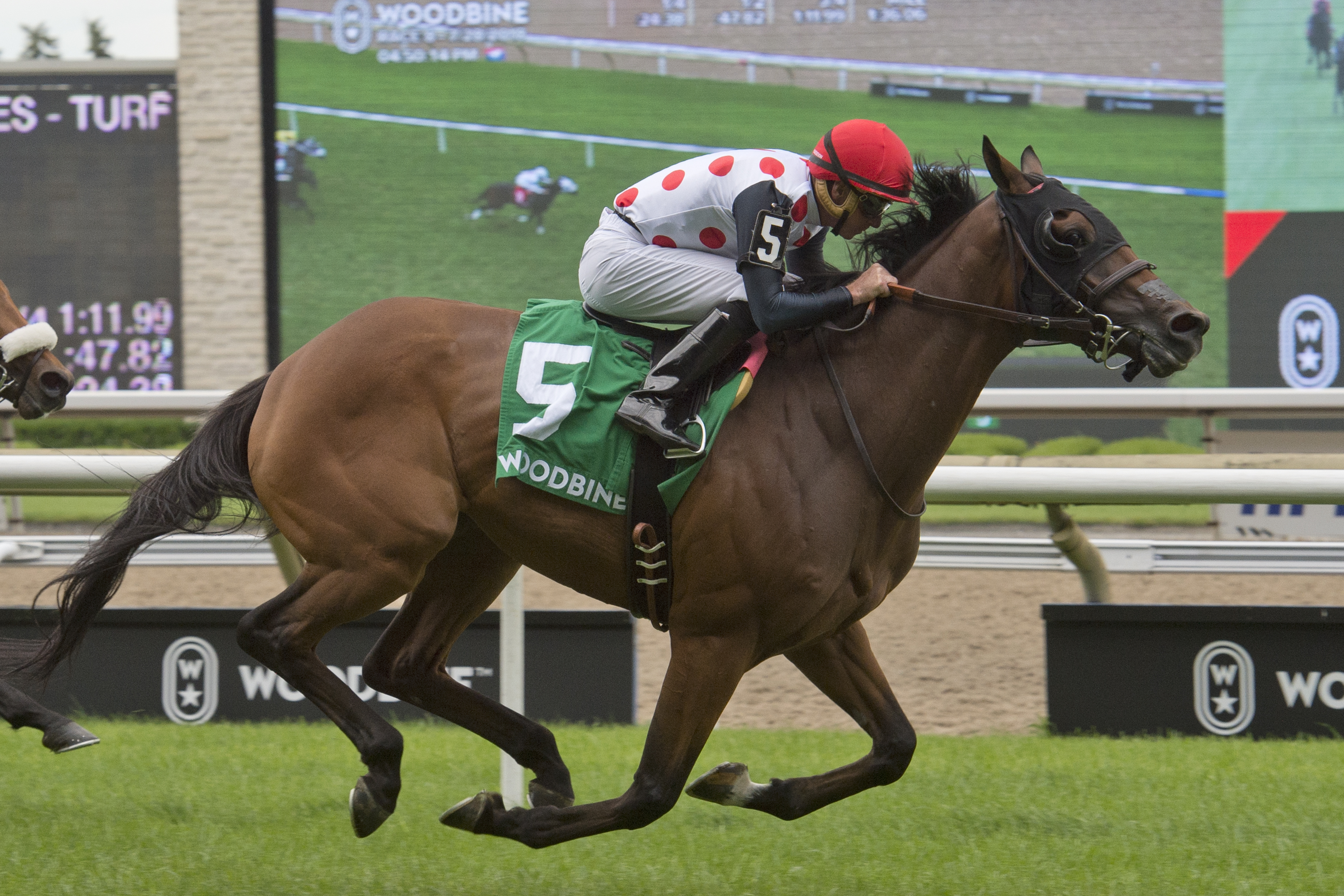 March to the Arch wins the 2018 Toronto Cup Stakes