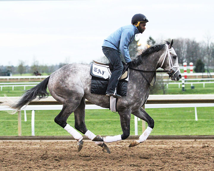 Marconi trains at Keeneland in April 2018