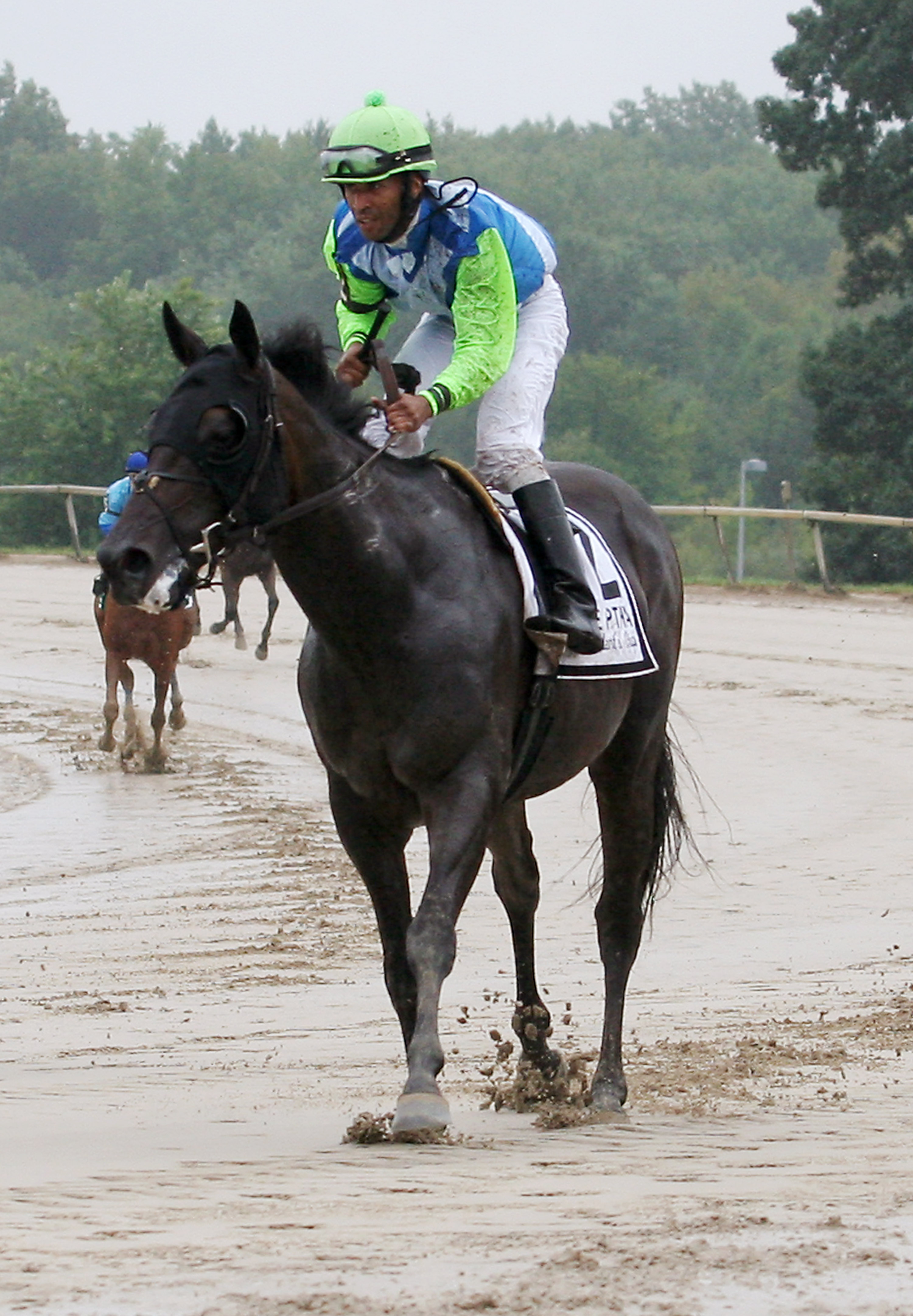 Aqueduct: Abundance of proven pedigrees