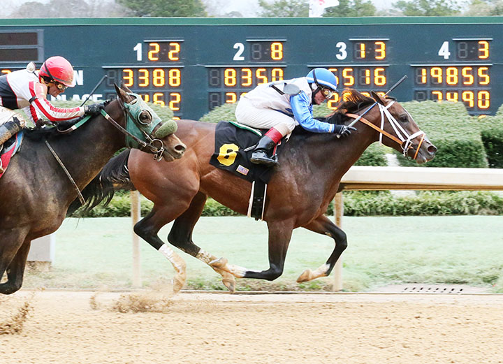 Market King wins a Feb. 9 maiden race