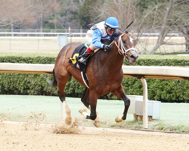 Market King wins a Feb. 9 maiden race
