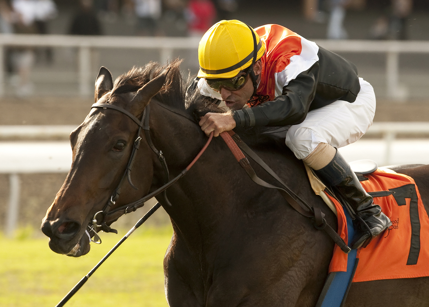 Marketing Mix, Gamely Stakes