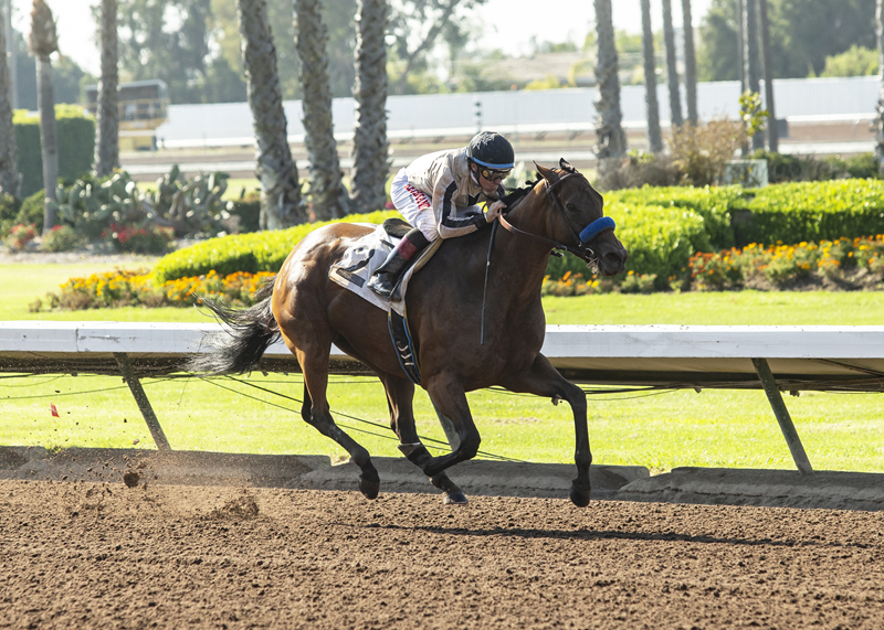 Marley's Freedom wins the 2019 Great Lady M Stakes
