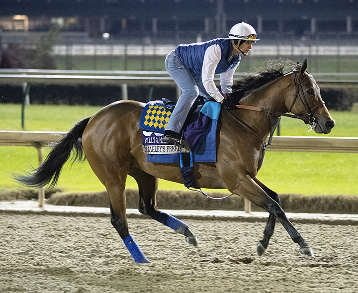 Marley-s Freedom trains at Churchill on Oct. 31
