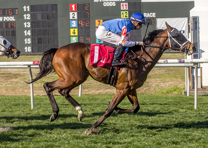 Marquee Prince wins the Lloyd "Captain" Maestri Memorial Overnight Stakes