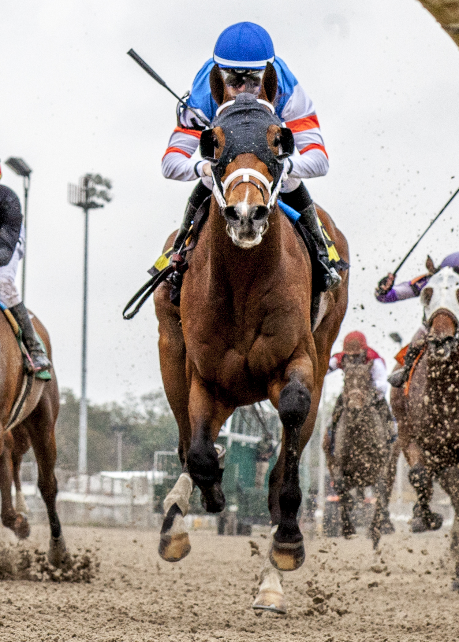 Marquee Prince wins the 2019 Black Gold Stakes