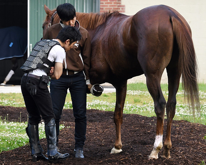 Yosuke Kono looks at the leg of Master Fencer after a May 29 workout at Belmont
