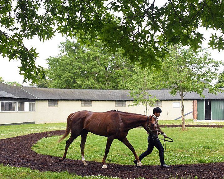 Master Fencer at Belmont Park on May 29