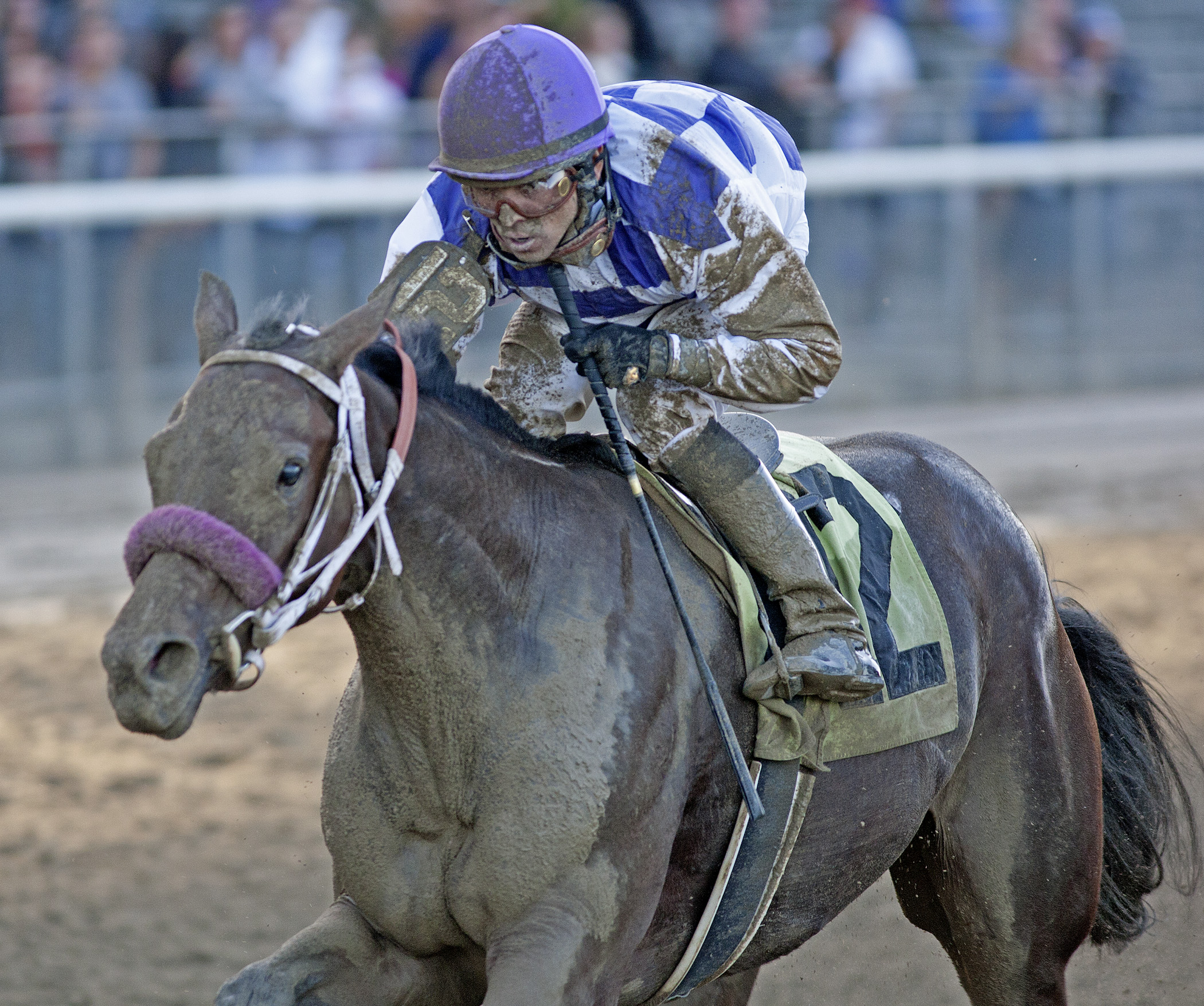 Matchmadeinheaven, Joseph Gimma Stakes