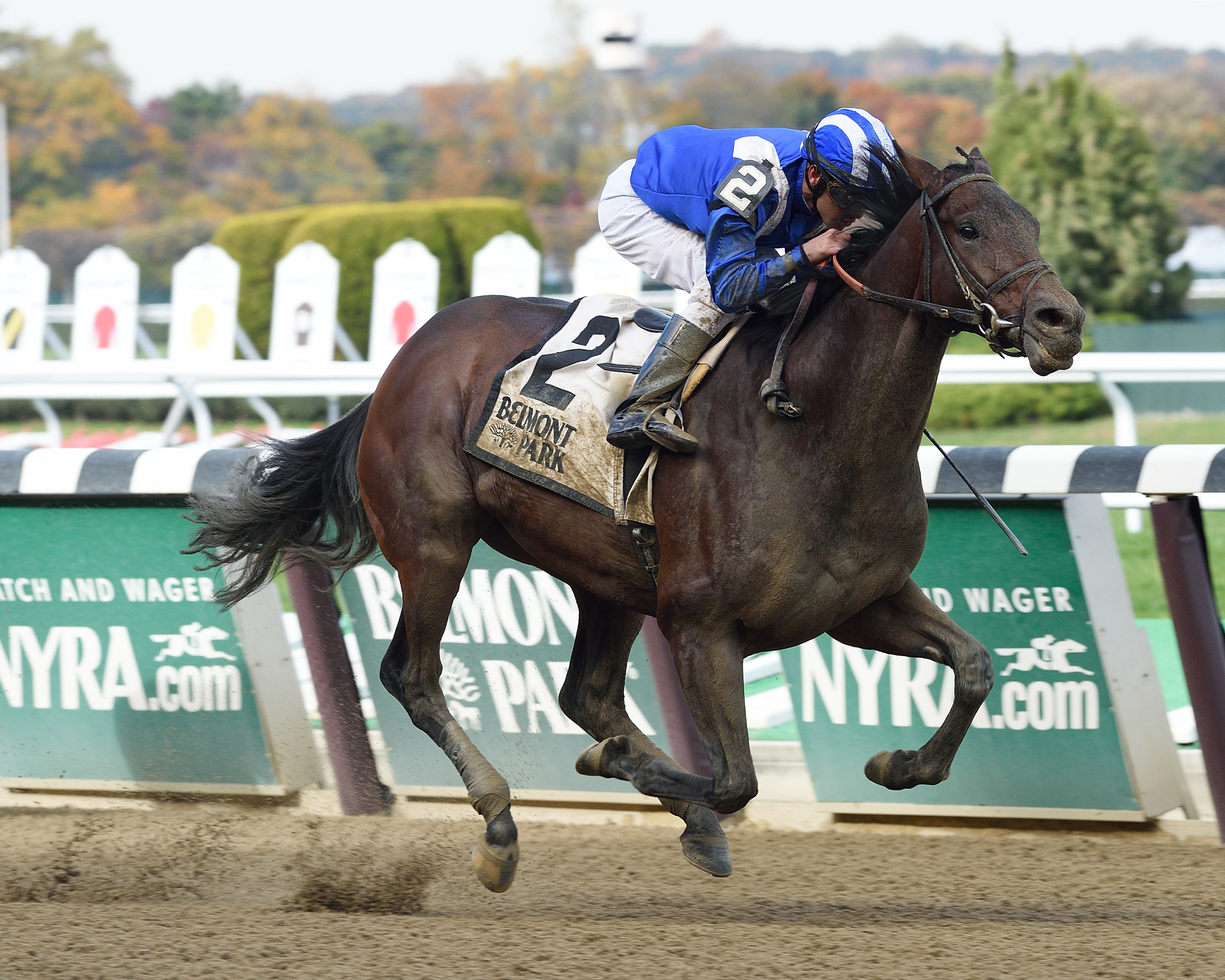 Matrooh wins the Bold Ruler Handicap