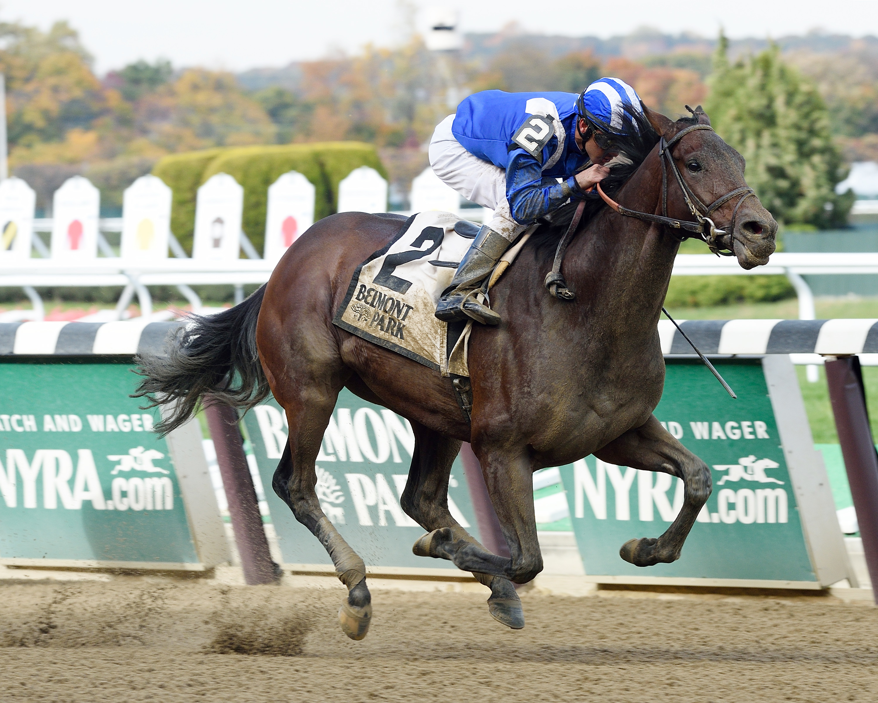 Matrooh wins the Bold Ruler