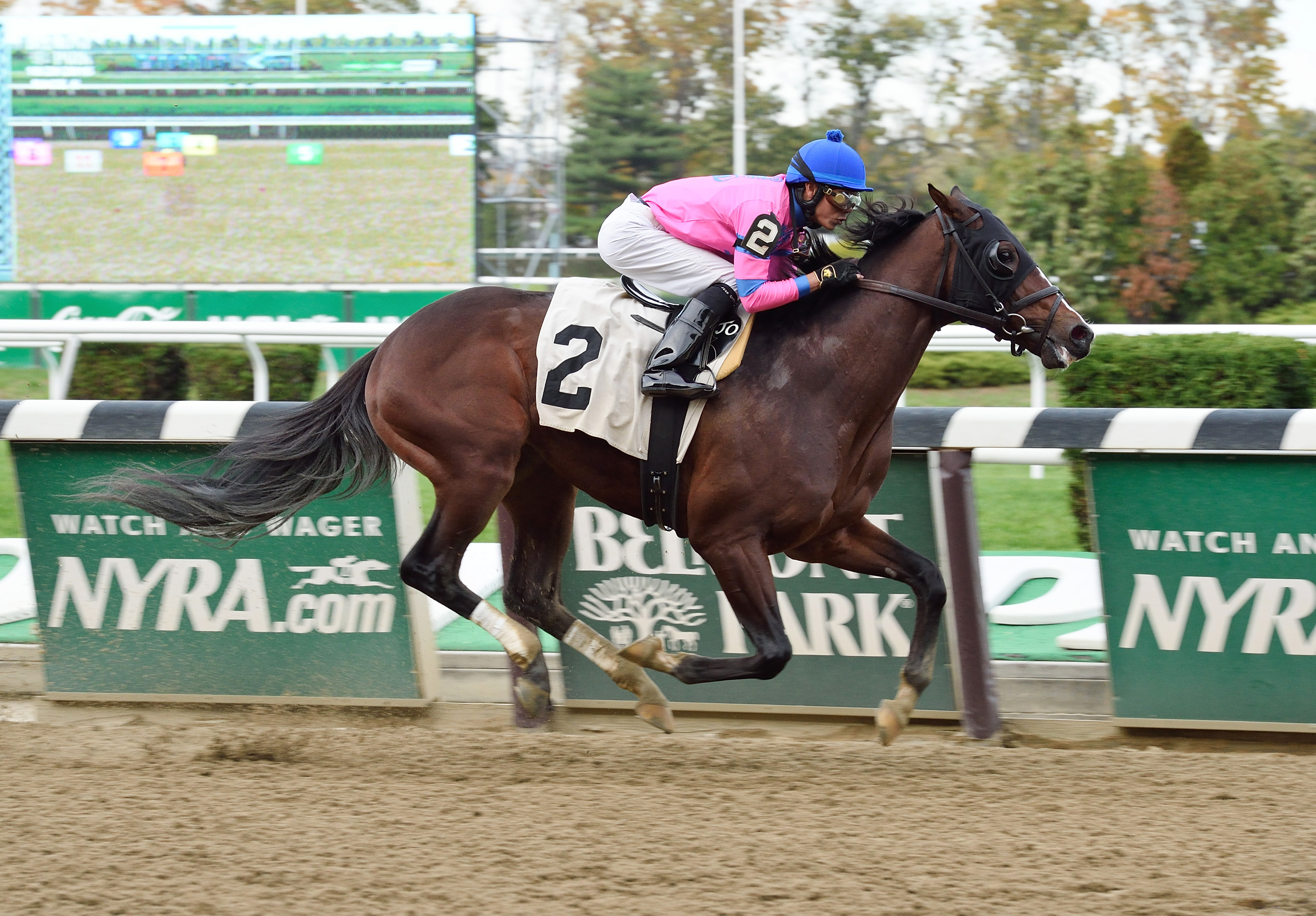 Matt King Coal wins a maiden race at Aqueduct