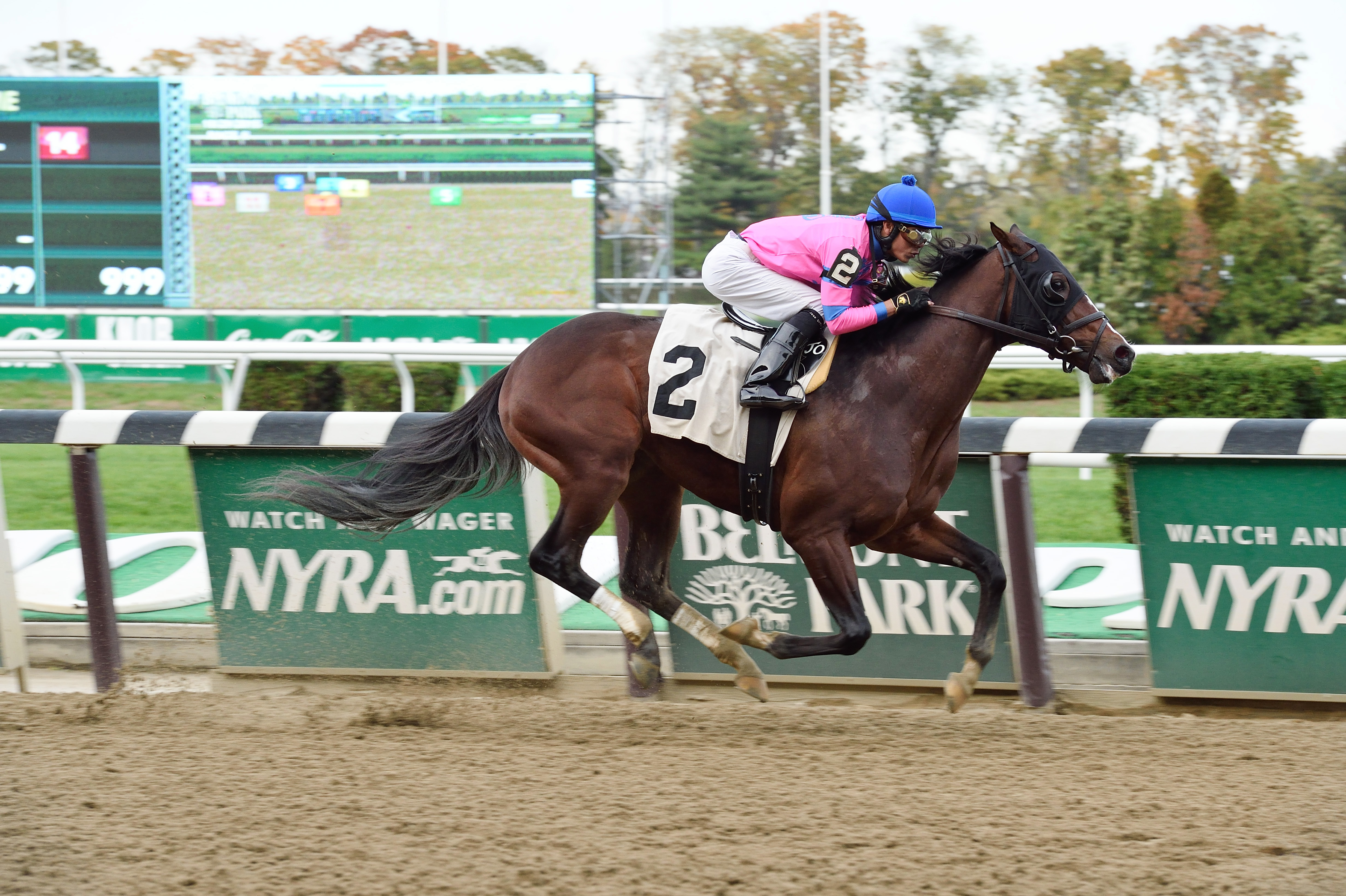 Matt King Coal wins a maiden race at Aqueduct