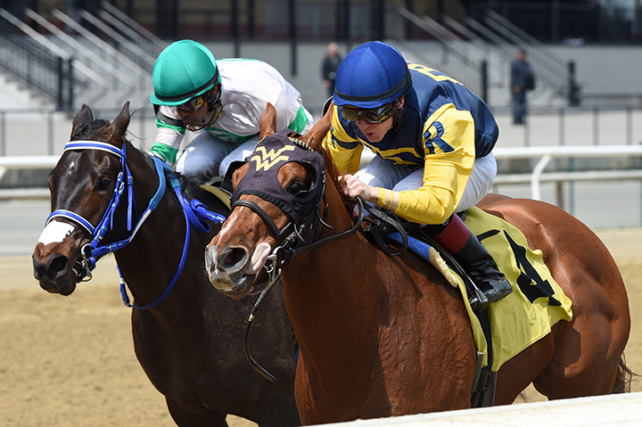 Maven wins a maiden race at Aqueduct on April 19