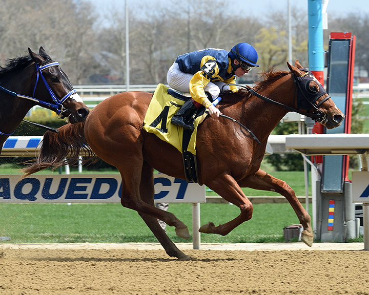 Maven wins a maiden race at Aqueduct on April 19