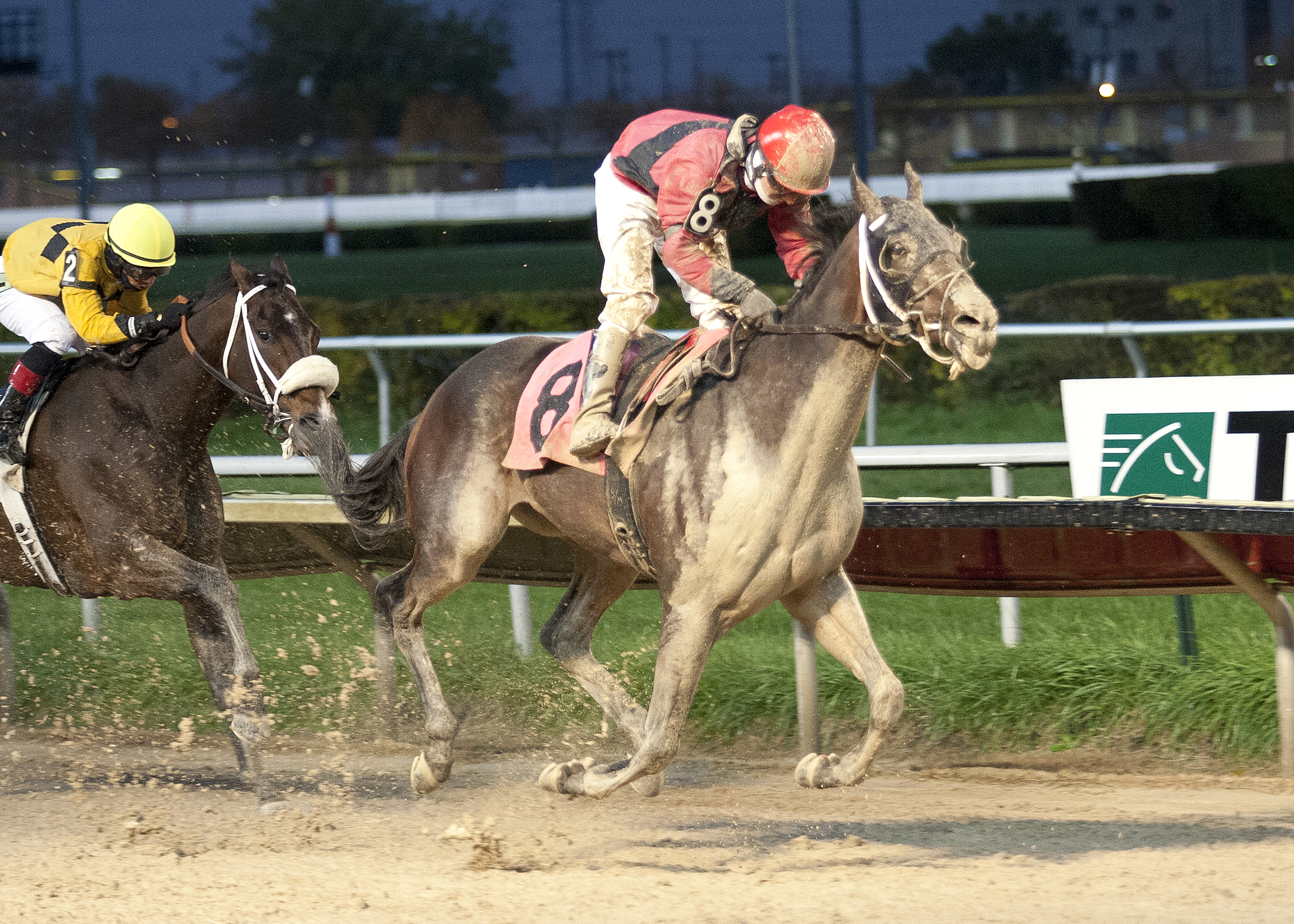 Mavericking wins the 2013 Buck's Boy Handicap