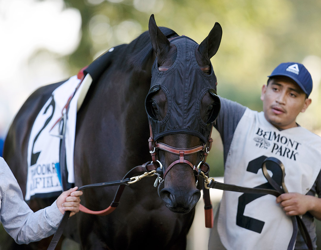 Maxfield at the Woodward Stakes at Belmont Park