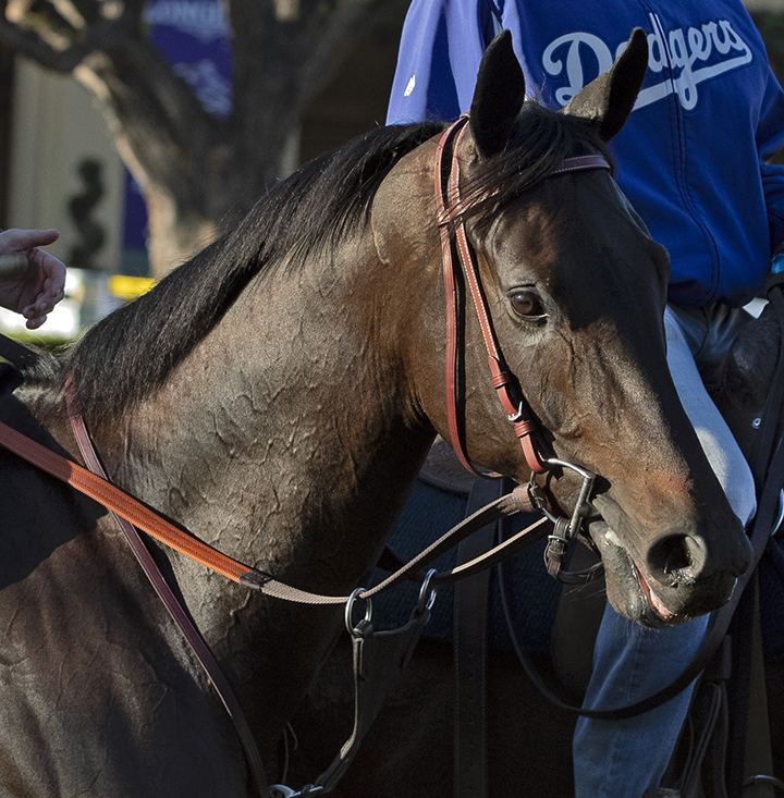 Maxfield at Santa Anita Park on Oct. 28