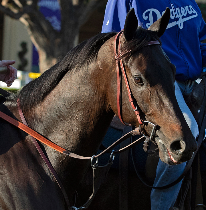 Maxfield at Santa Anita Park on Oct. 28