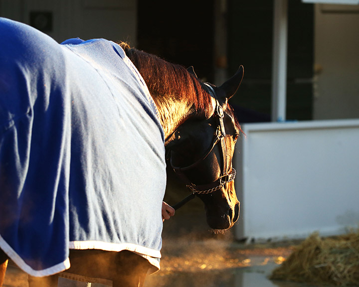 Maxfield at Keeneland Racecourse in October 2019