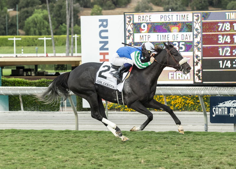 Maxim Rate/Goldikova