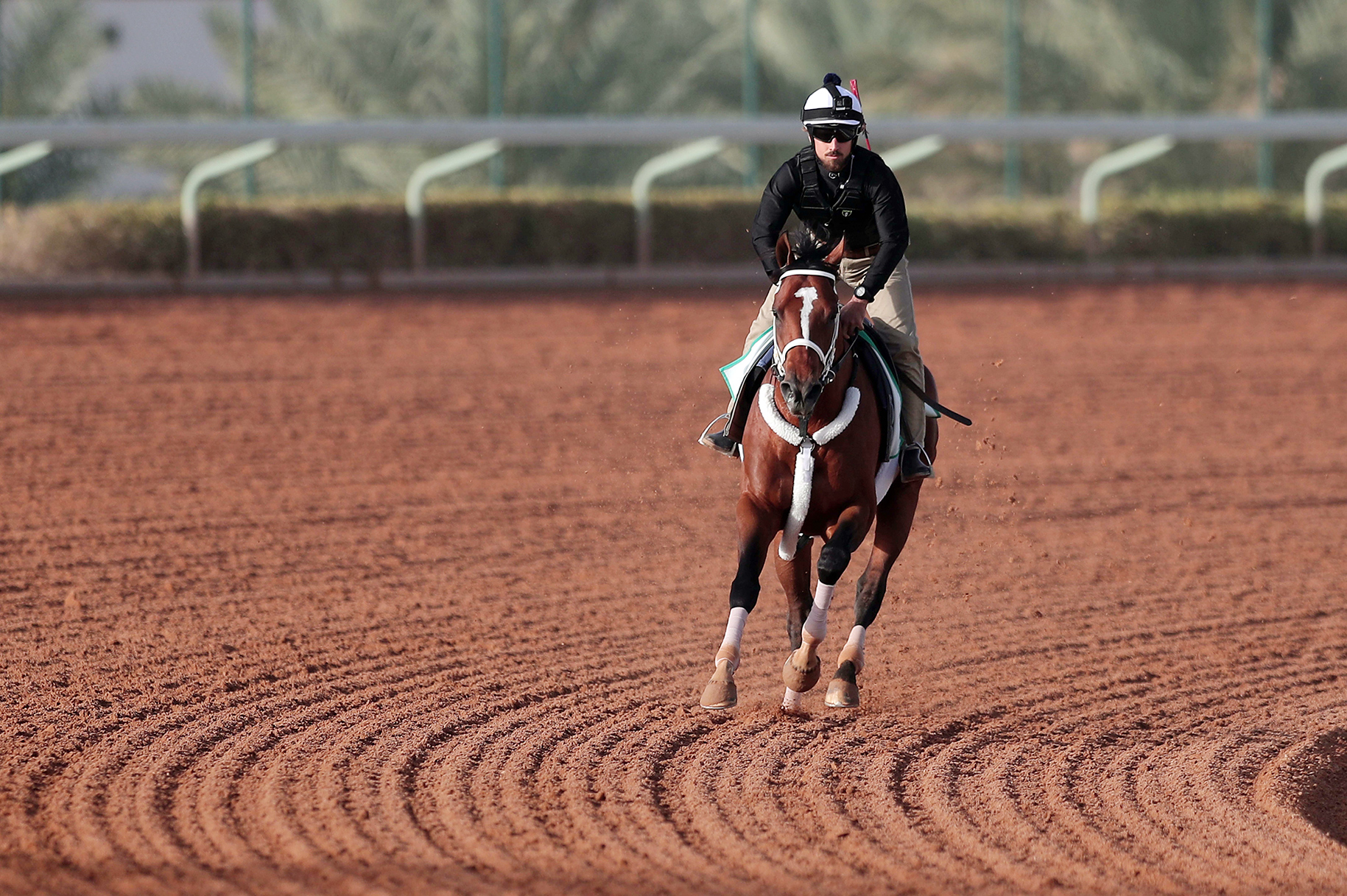 Maximum Security trains at King Abdulaziz Racetrack on Feb. 27