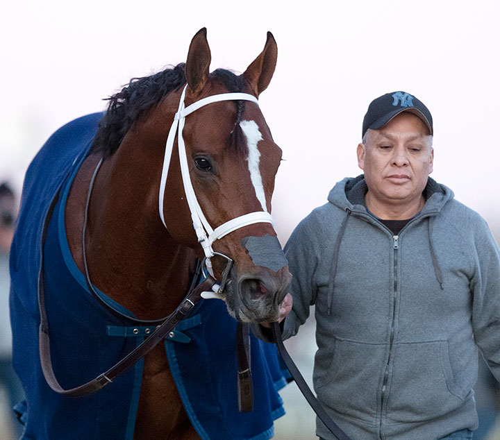 Maximum Security at Aqueduct Racetrack in December 2019