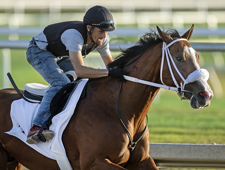 Maximus Mischief trains at Gulfstream on 1.19.19