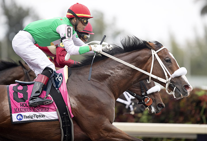 Maximus Mischief finishes third in the Holy Bull
