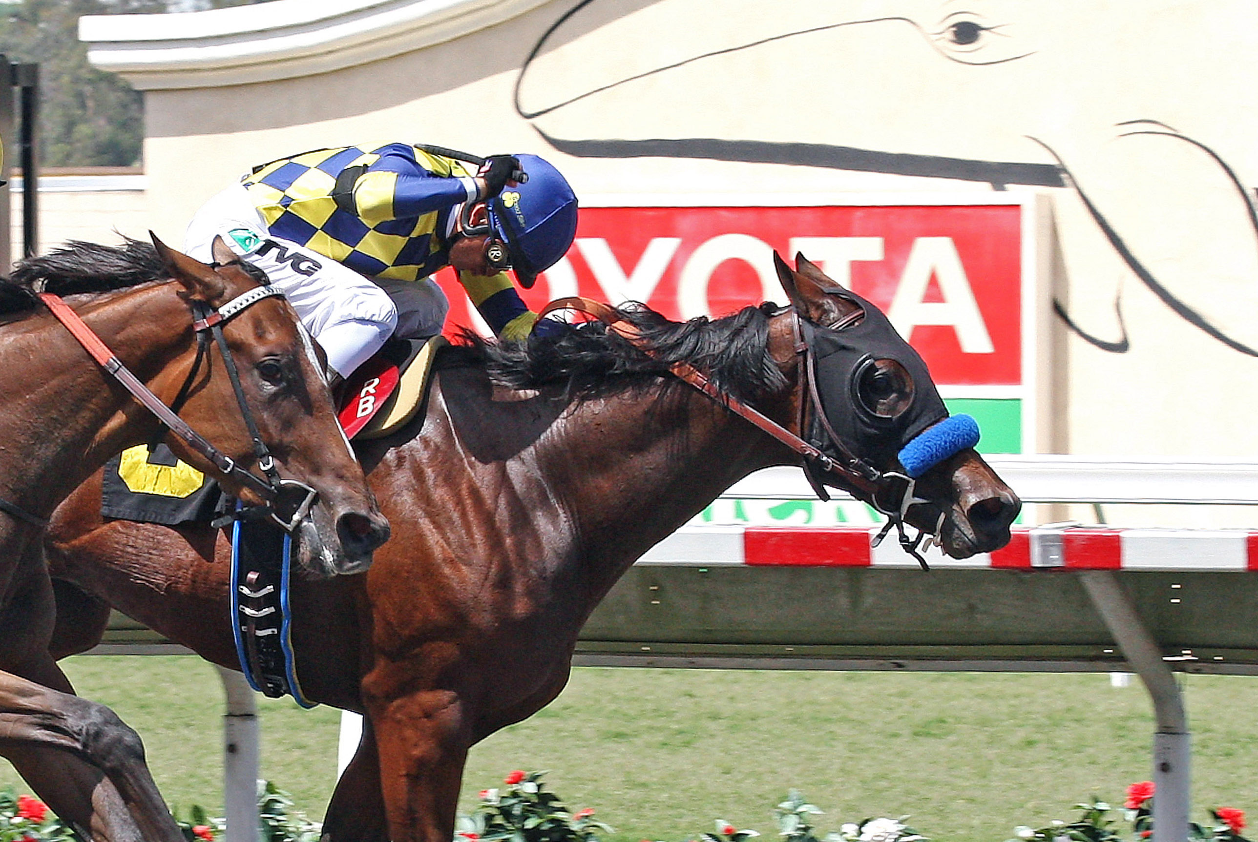 Maybellene wins a maiden race