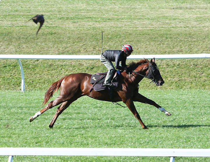 McErin trains at Keeneland on Oct. 1, 2017