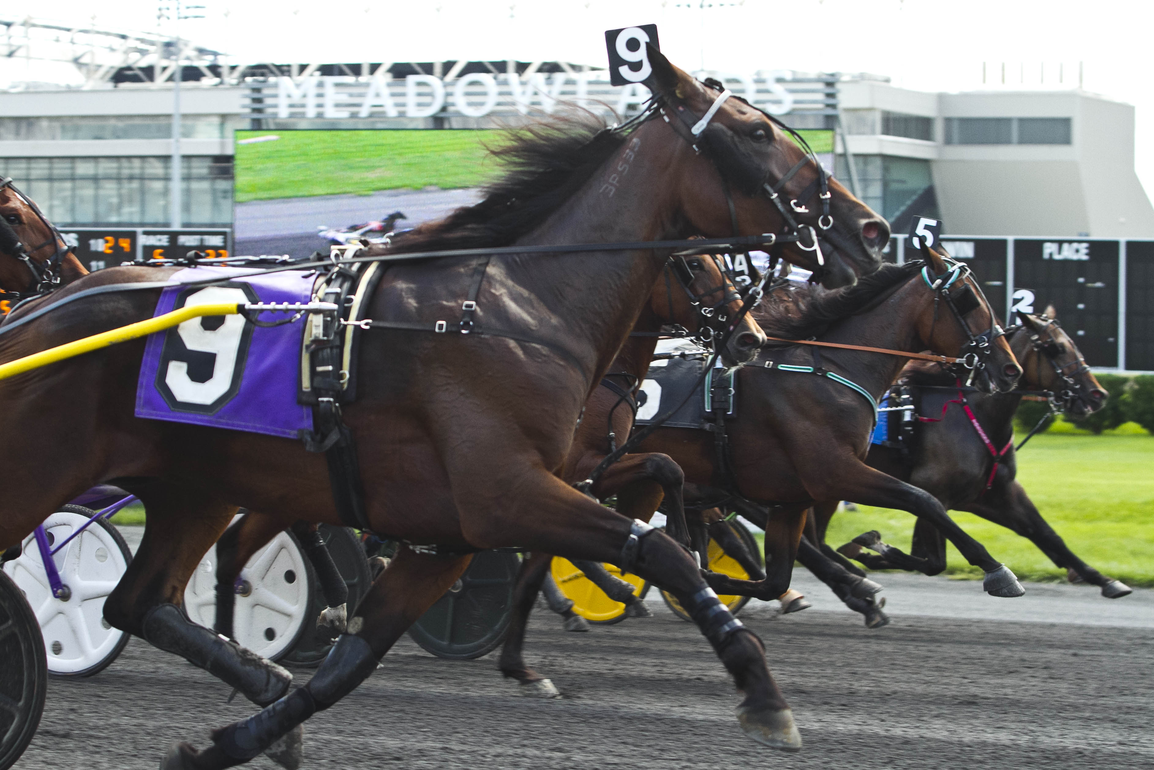 Meadowlands