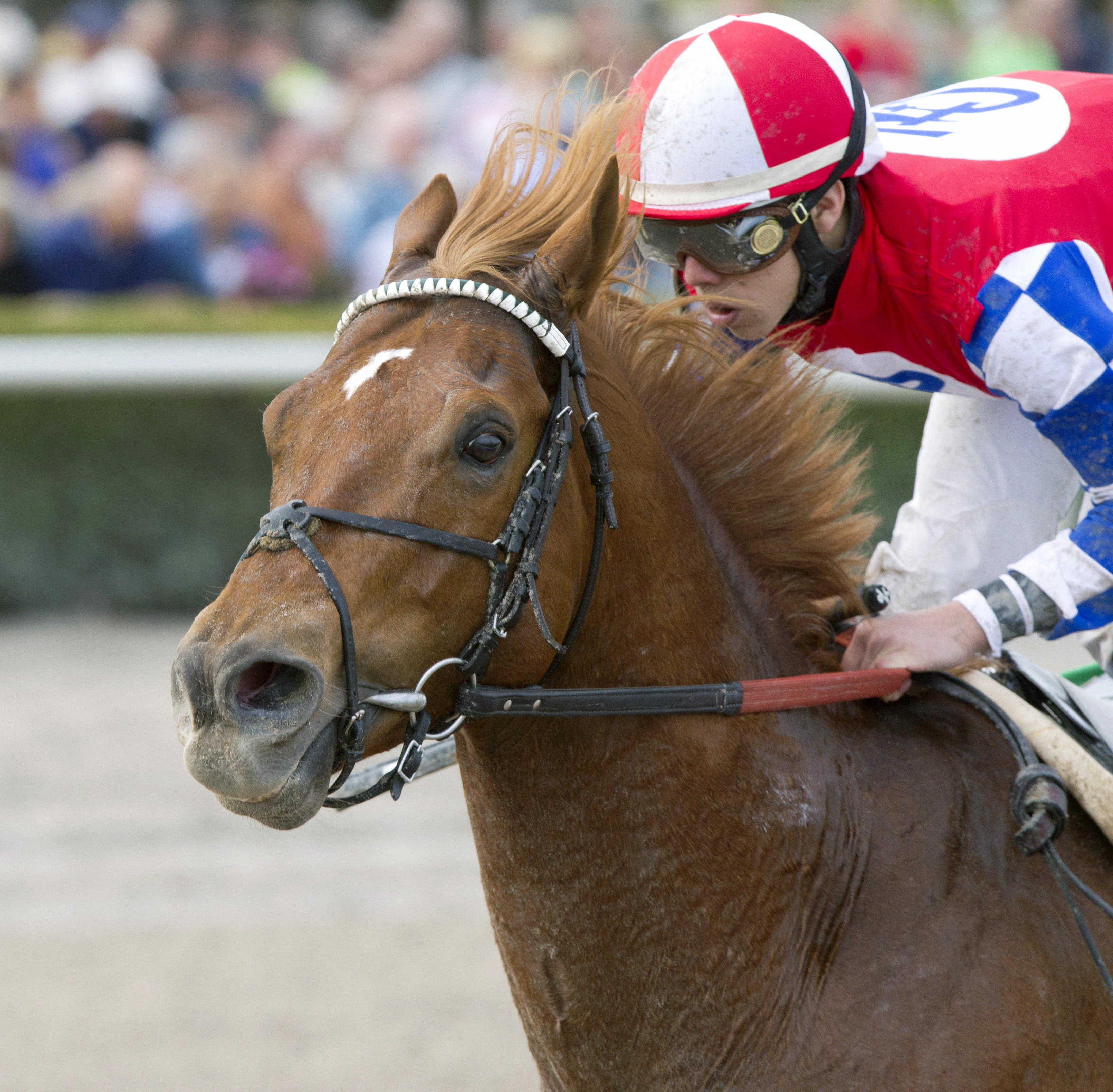 Mean Season finishes seventh in the Gulfstream Park Sprint