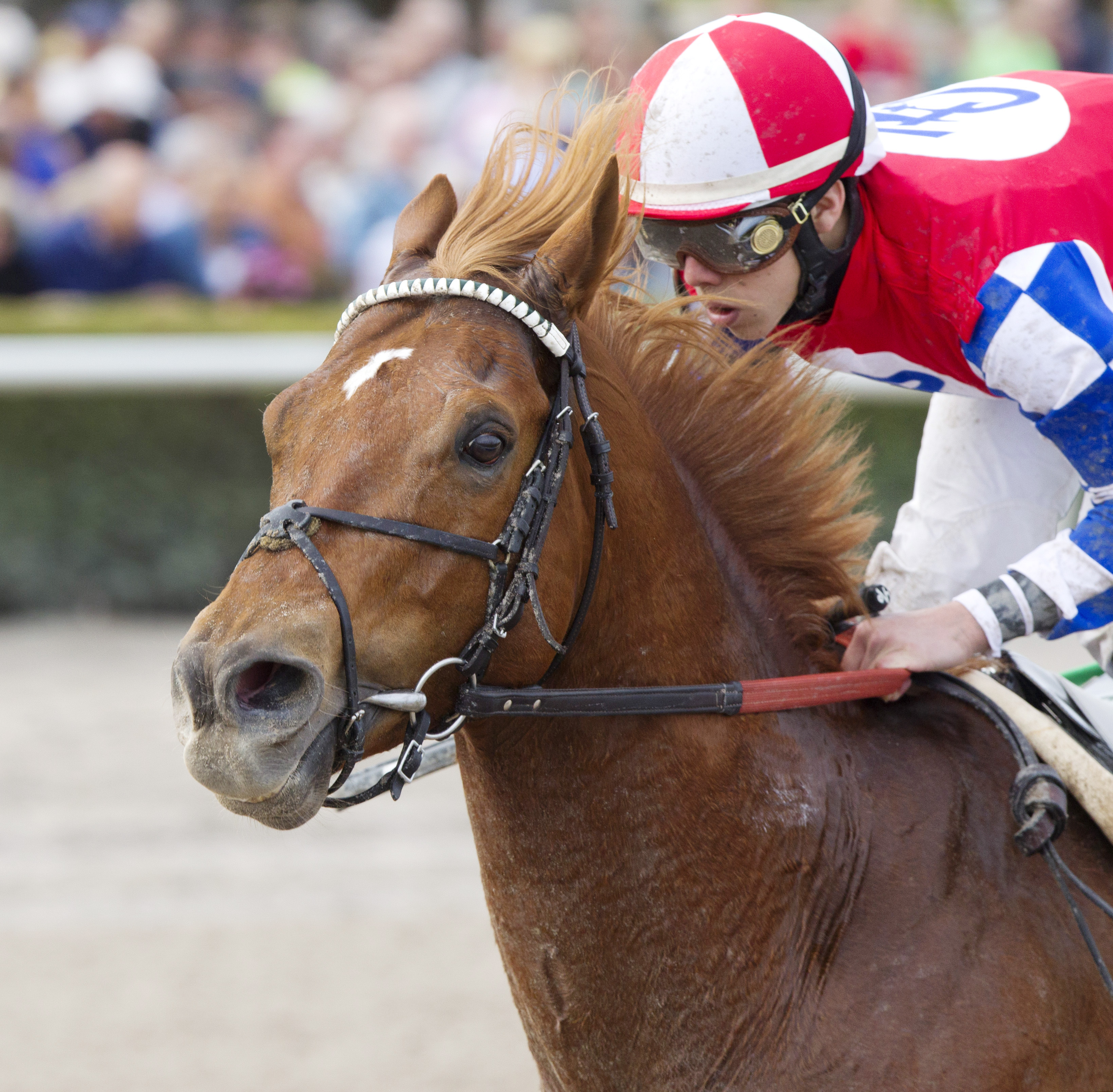 Mean Season finishes seventh in the Gulfstream Park Sprint Stakes
