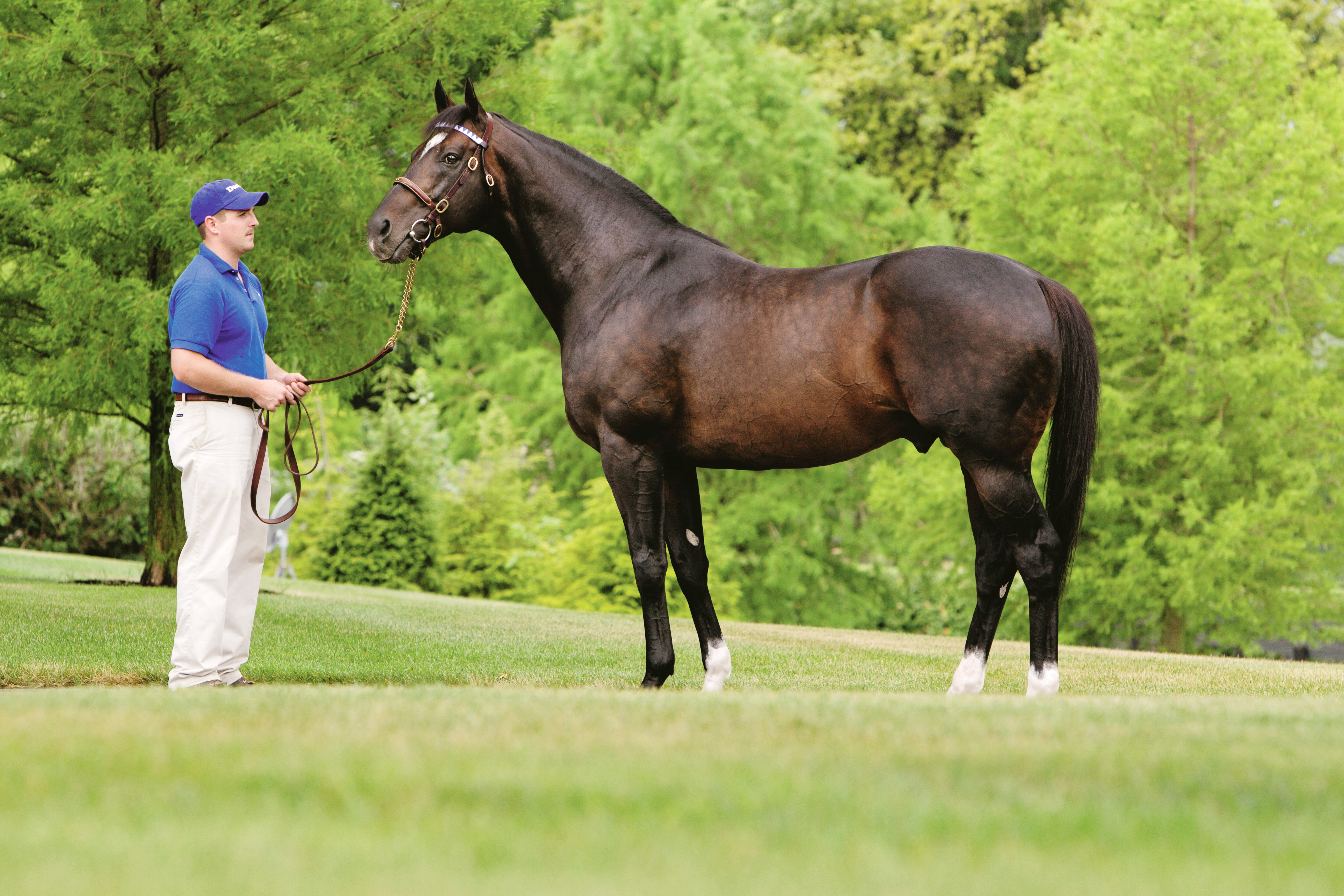 Medaglia d-Oro in July 2012