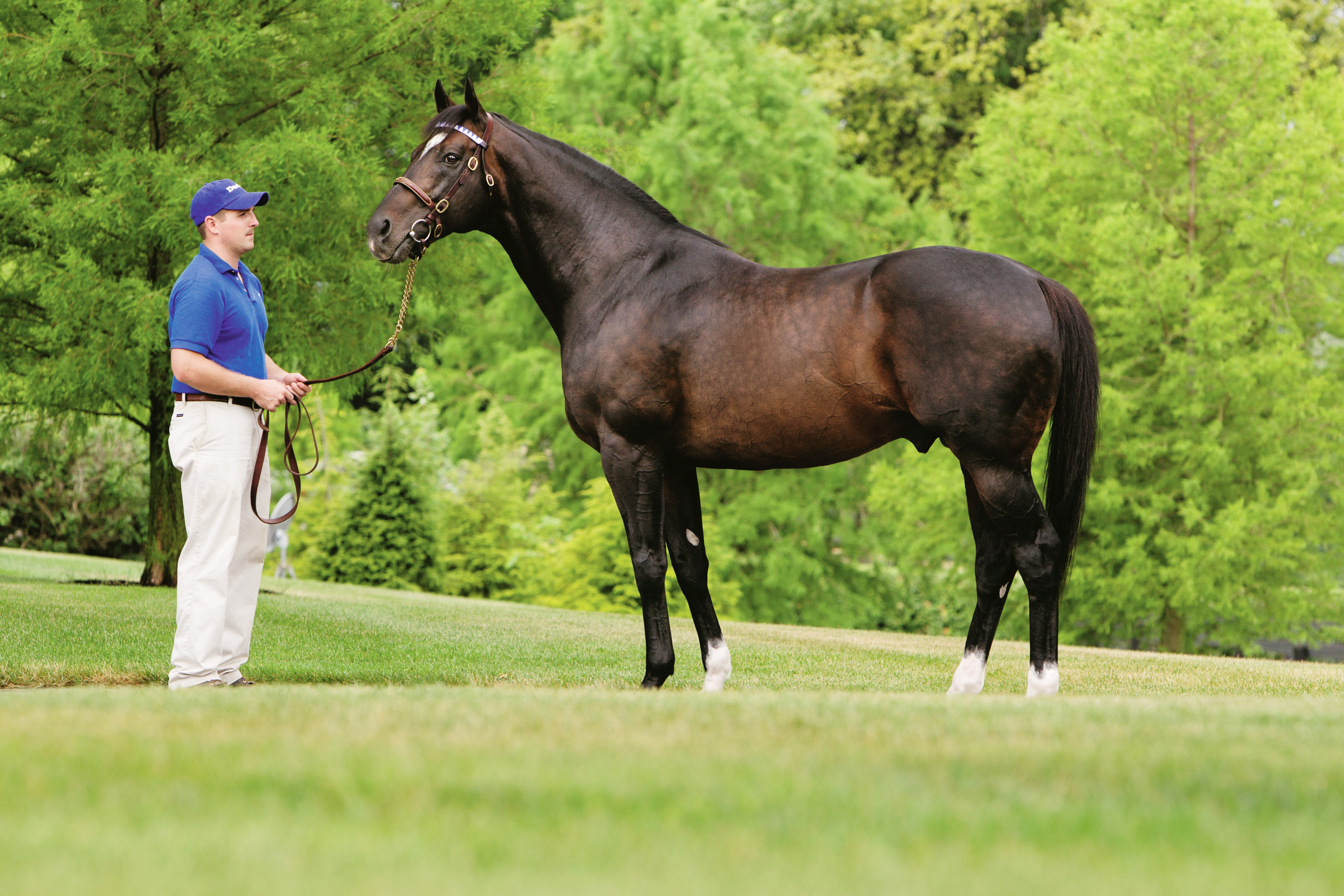 Medaglia d'Oro in July 2012