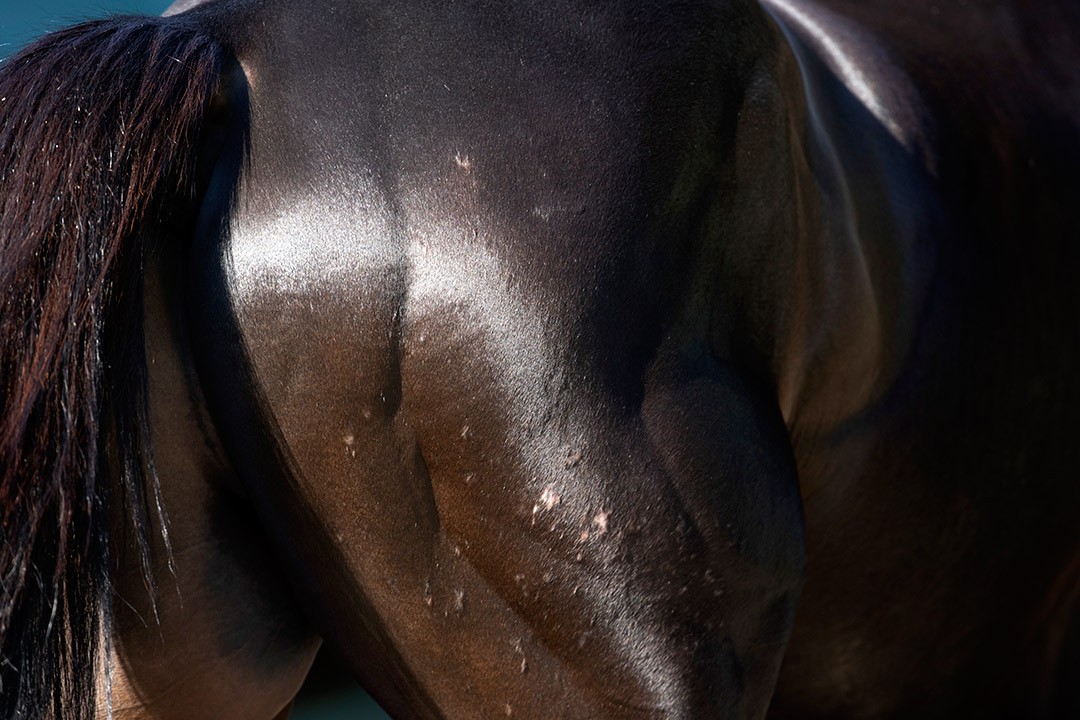 Medina Spirit dermatitis, May 11