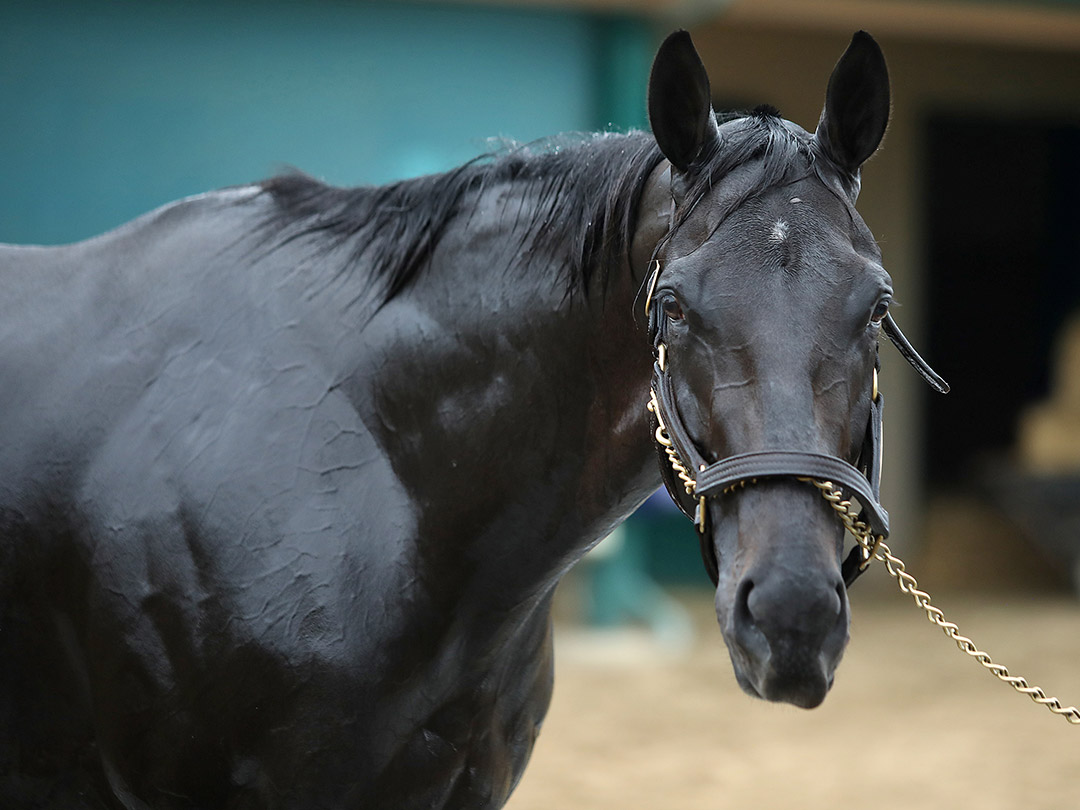 Medina Spirit - portrait